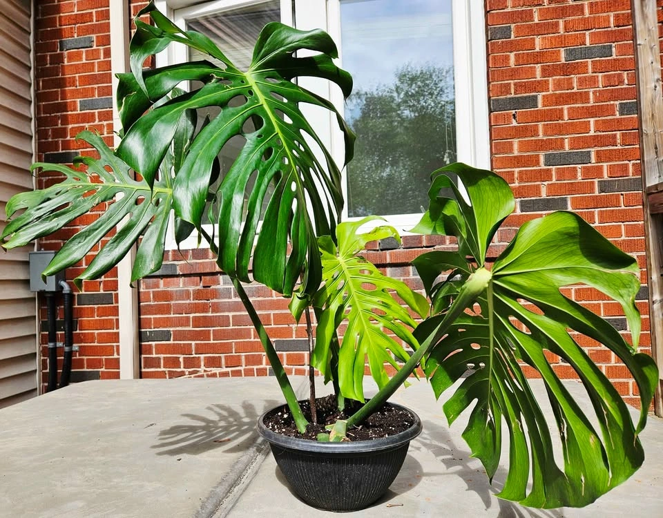 Large Mature Monstera Deliciosa — Big Split Leaves 🌿 - photo 5