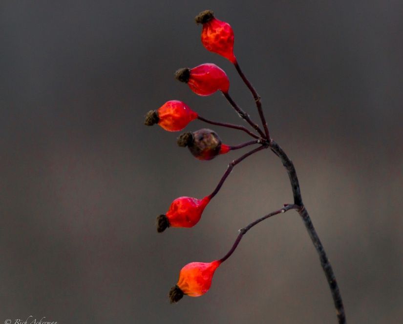 Photo Book “The Dunes of Lake Michigan Eastern Shore” - photo 4