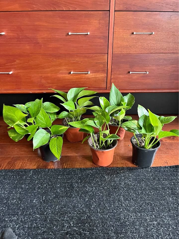 $5 each - Golden Pothos Houseplants