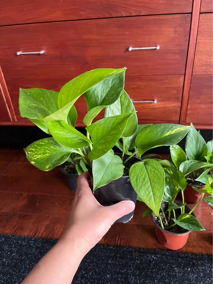 $5 each - Golden Pothos Houseplants - photo 2