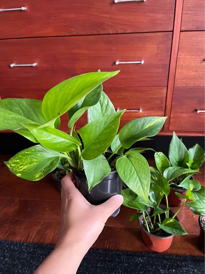 $5 each - Golden Pothos Houseplants - photo 3
