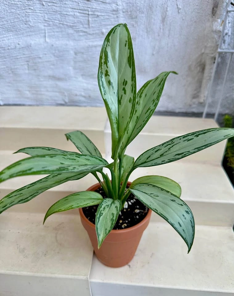 🌿Aglaonema “Silver Queen” (Chinese Evergreen) Plant 🌱