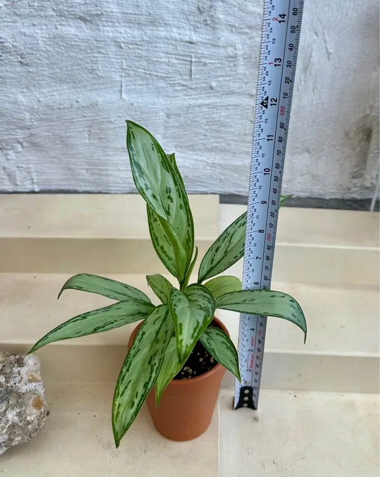 🌿Aglaonema “Silver Queen” (Chinese Evergreen) Plant 🌱 - photo 2