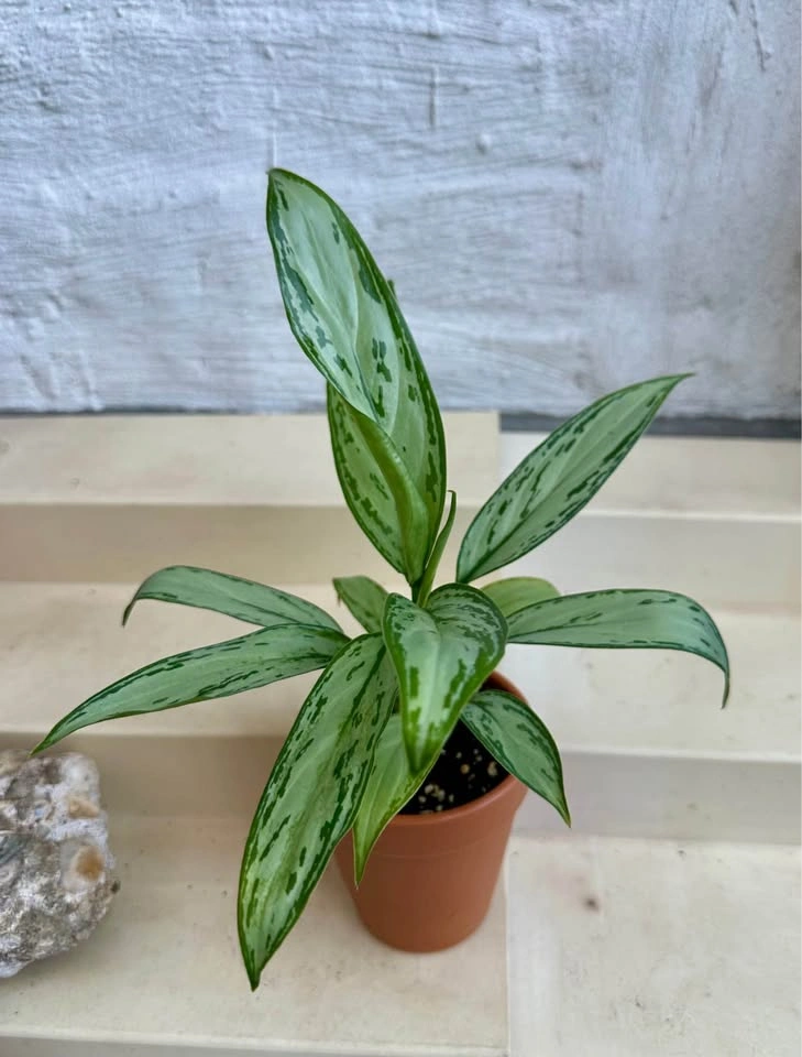 🌿Aglaonema “Silver Queen” (Chinese Evergreen) Plant 🌱 - photo 3