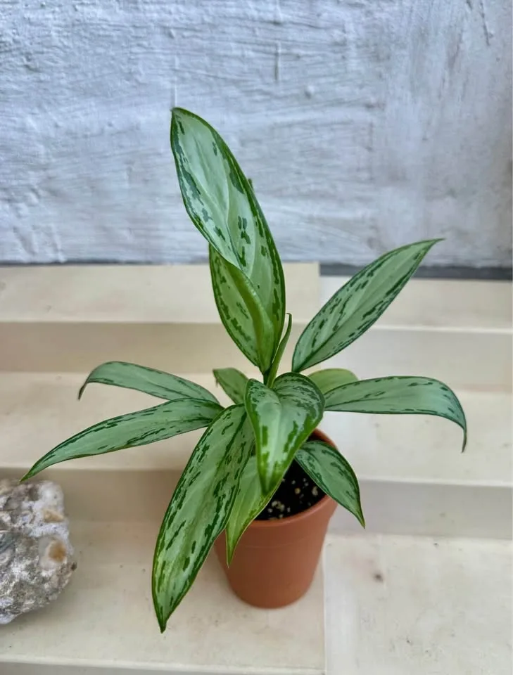🌿Aglaonema “Silver Queen” (Chinese Evergreen) Plant 🌱 - photo 3