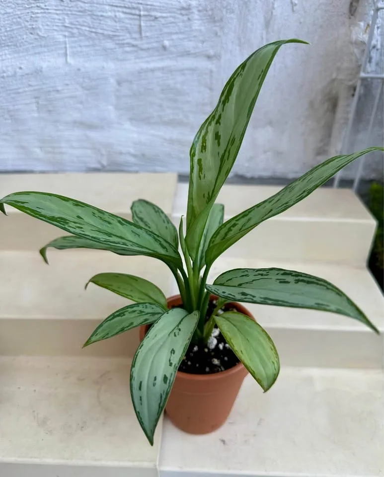 🌿Aglaonema “Silver Queen” (Chinese Evergreen) Plant 🌱 - photo 4