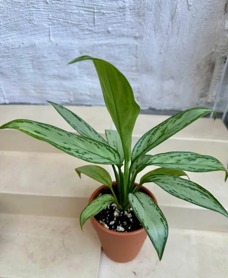🌿Aglaonema “Silver Queen” (Chinese Evergreen) Plant 🌱 - photo 5