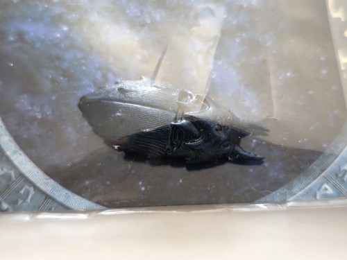 Stargate SG1 R-75 Space Bug Prop Large - Screen Used - photo 2