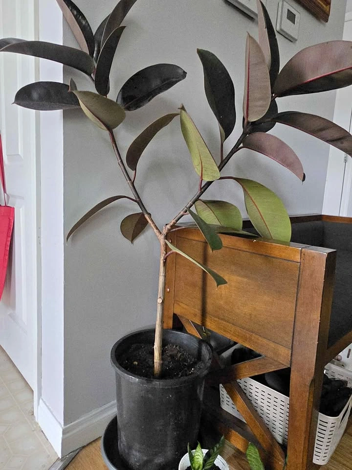 Burgundy rubber plant