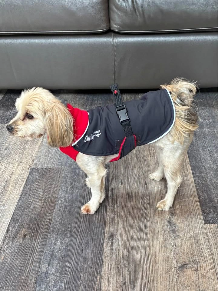 Chilly dog dog coat