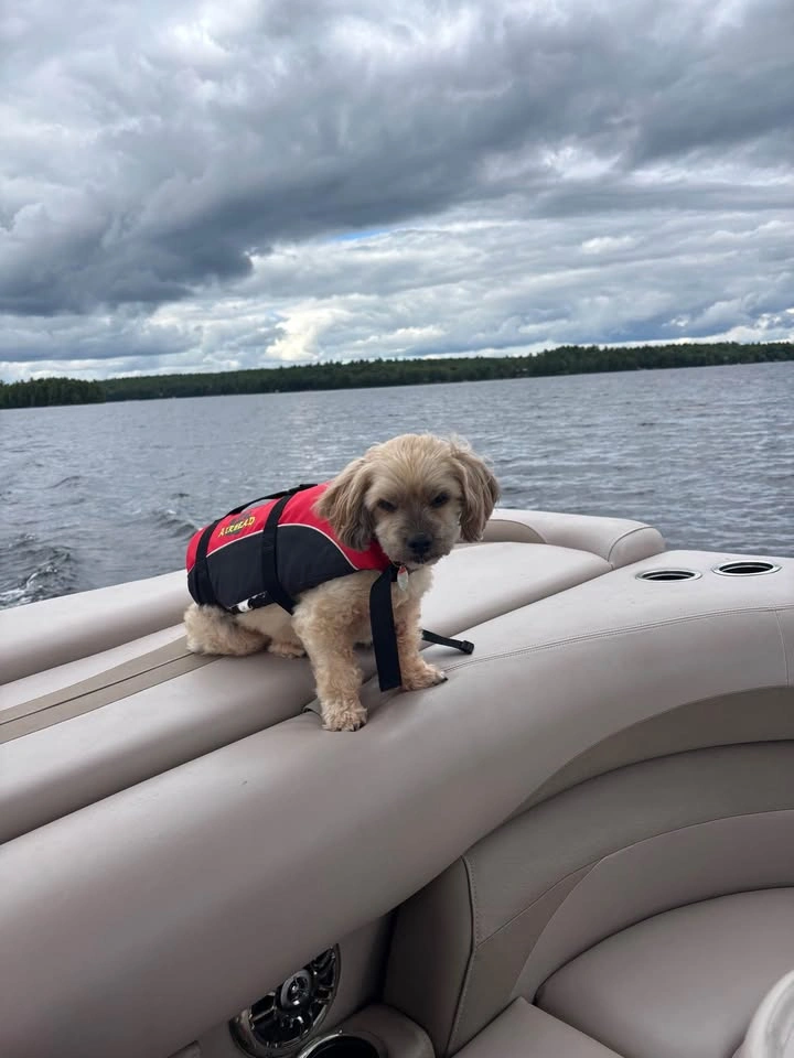 Dog Life jacket - photo 2