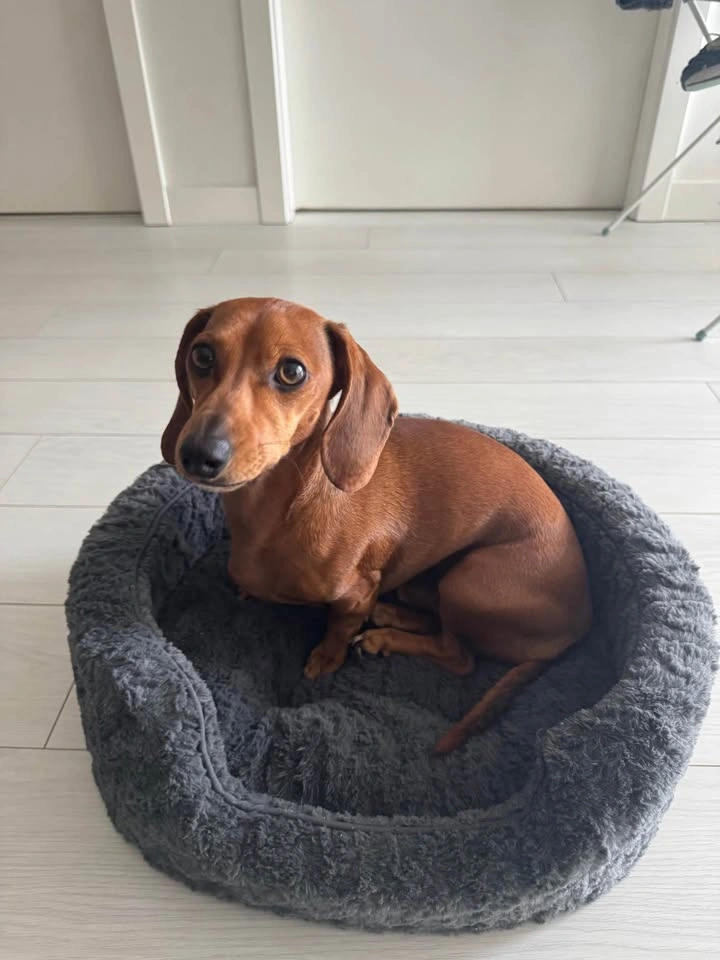 Small Dog Bed - photo 2