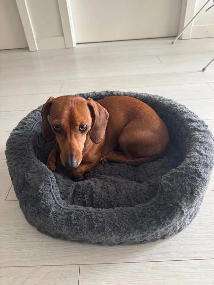 Small Dog Bed - photo 3