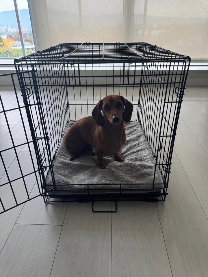Dog crate - photo 4