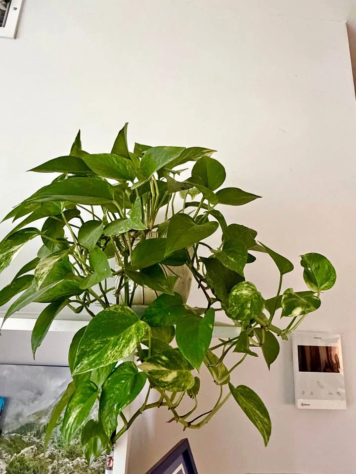 Big pothos plant with vase