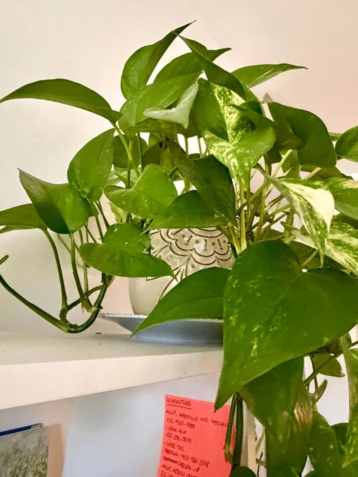 Big pothos plant with vase - photo 2
