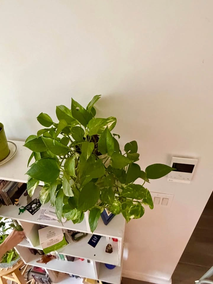 Big pothos plant with vase - photo 3