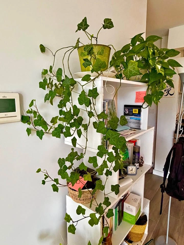Ivy plant with vase