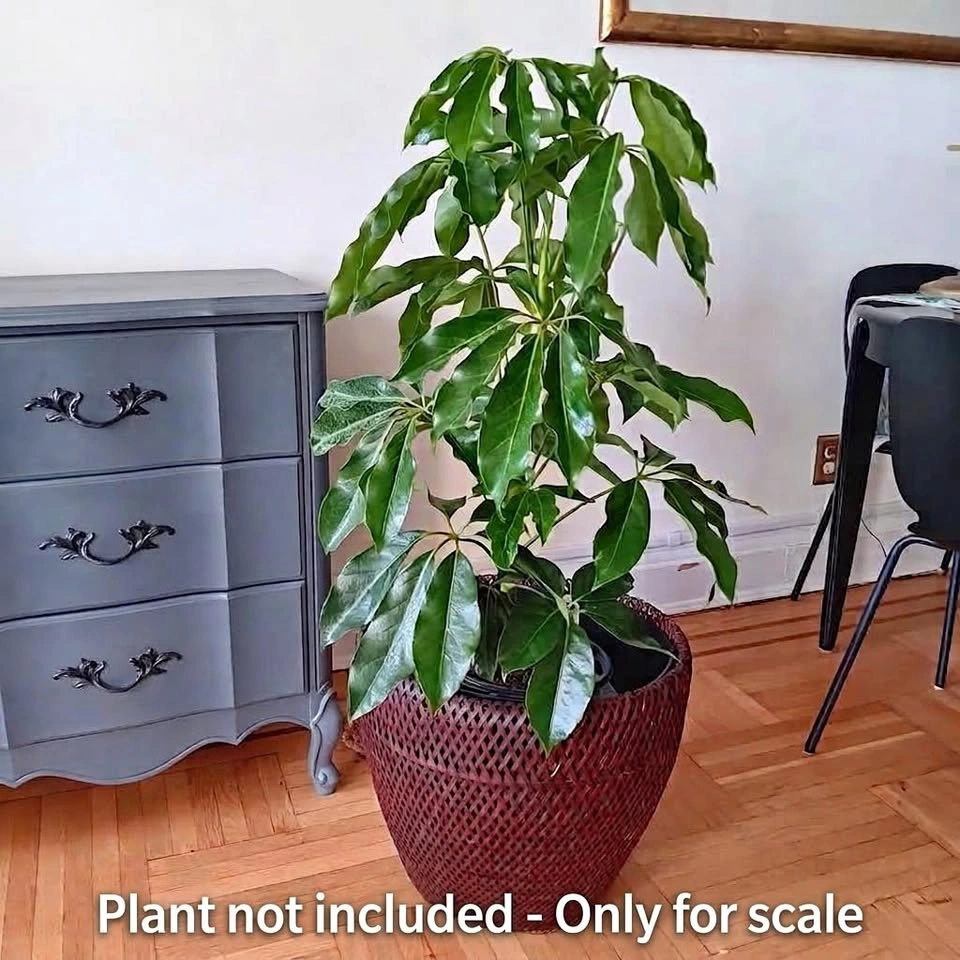 Big Planter with self watering pot & Hanging Baskets - ALL 20