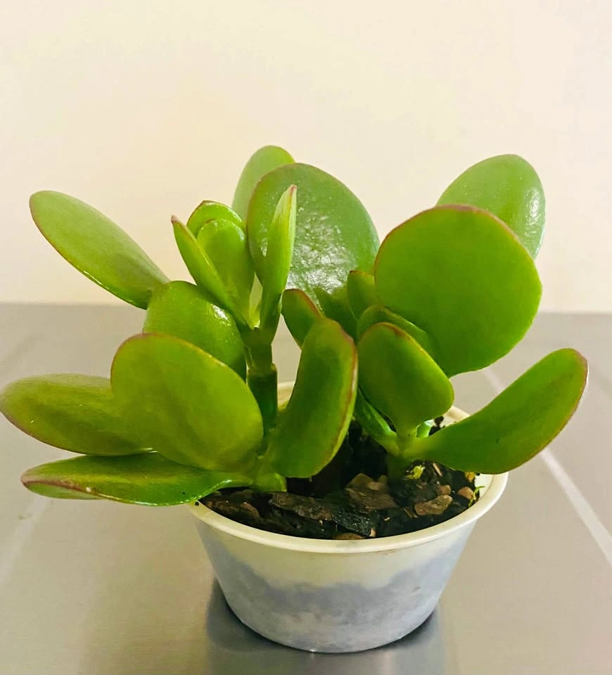 Jade plant, 2 plants in a 3.5” round plastic tub