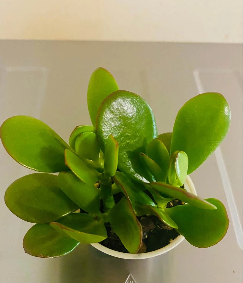 Jade plant, 2 plants in a 3.5” round plastic tub - photo 2