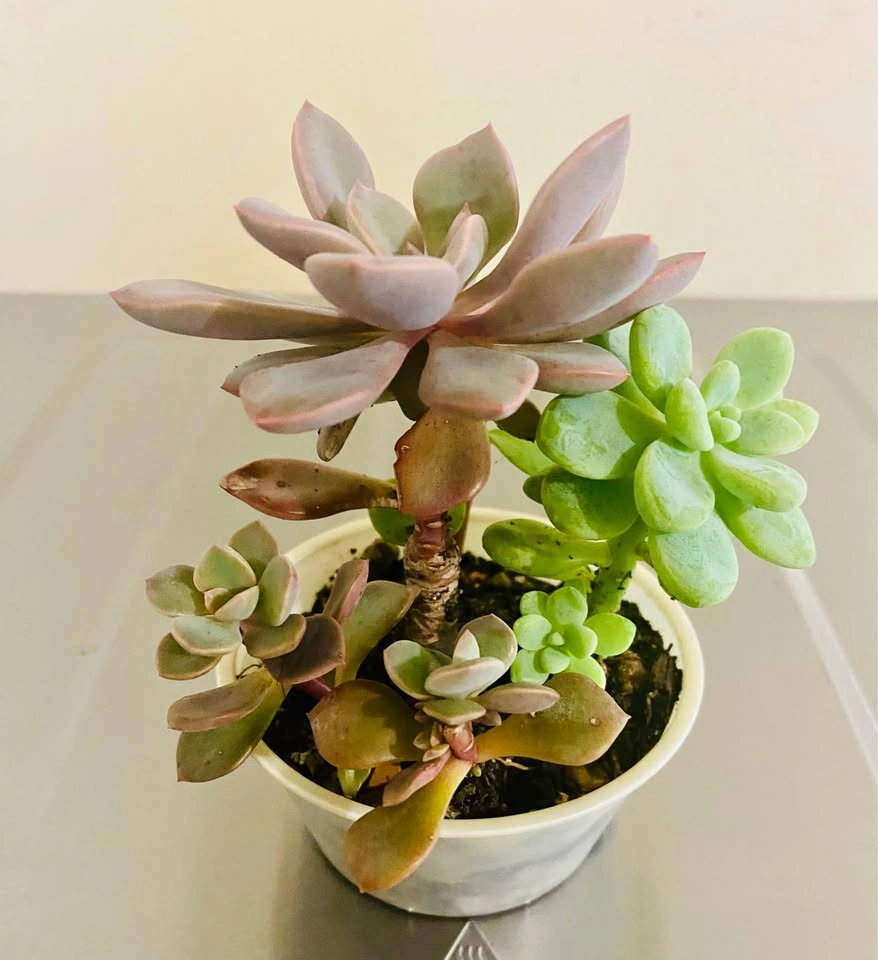 Small succulent garden in 3.5” plastic tub, 5 varieties