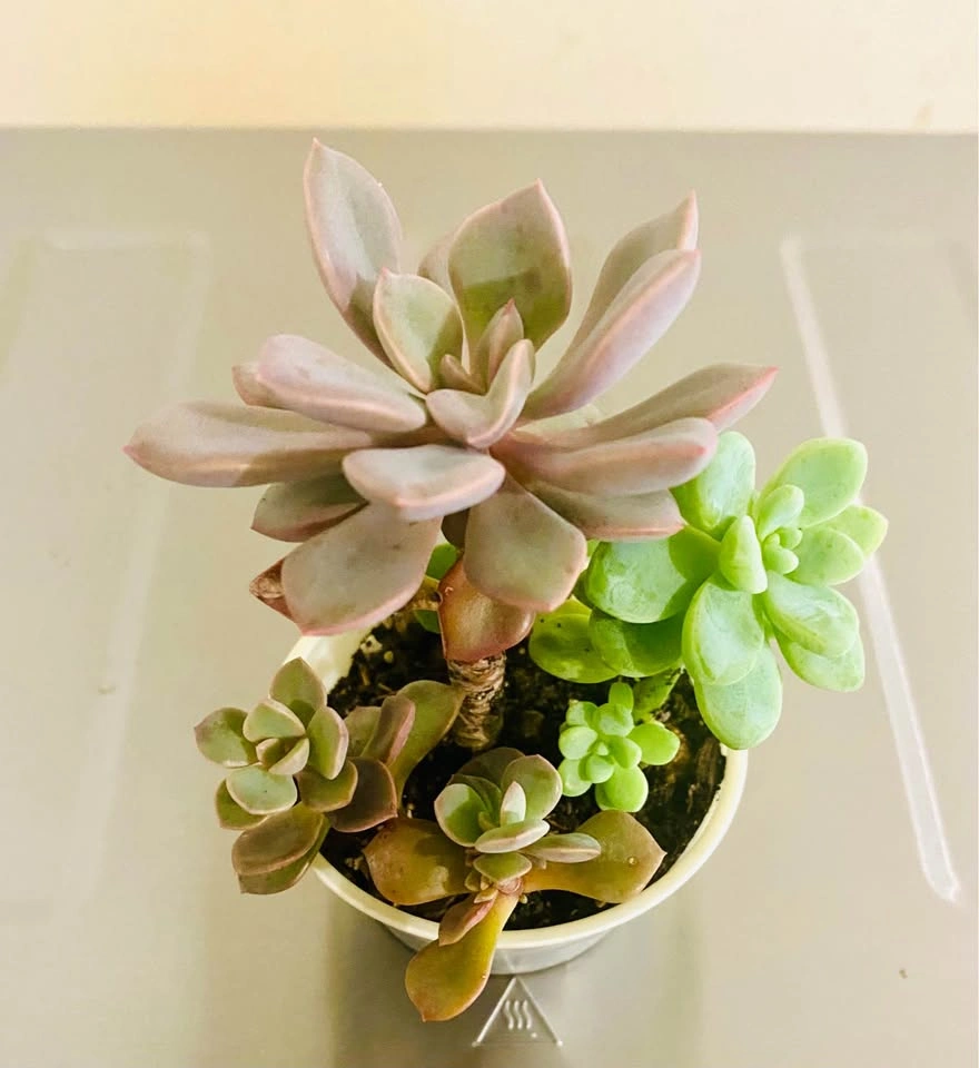 Small succulent garden in 3.5” plastic tub, 5 varieties - photo 2