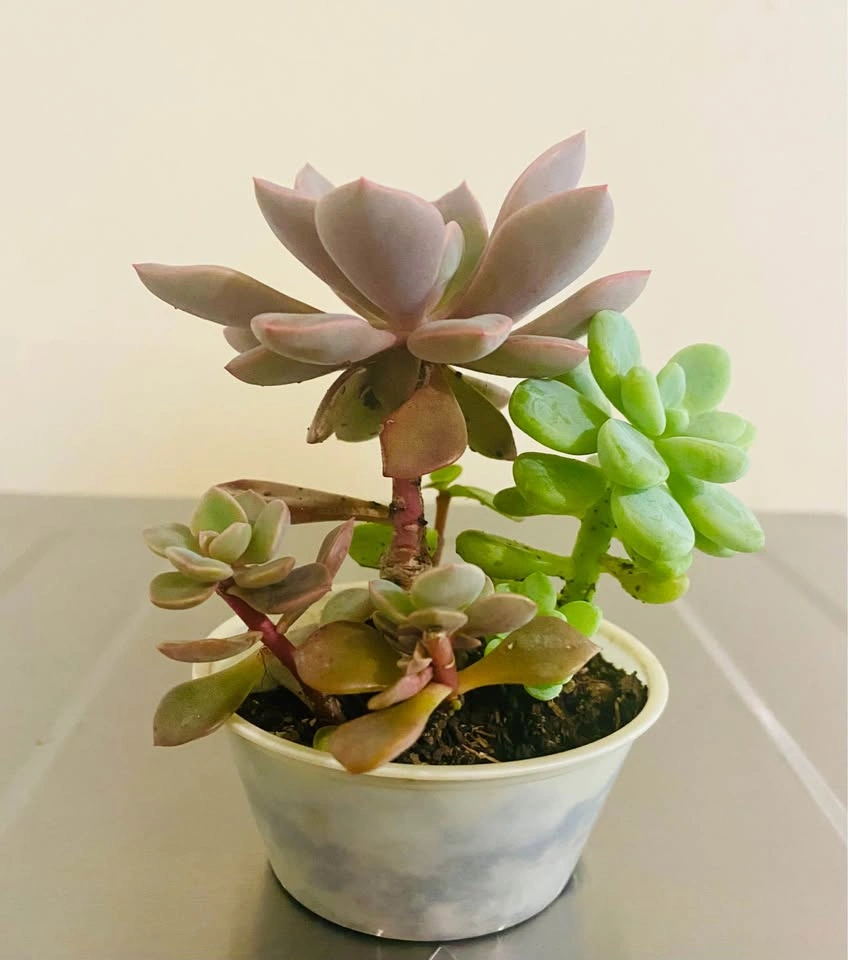 Small succulent garden in 3.5” plastic tub, 5 varieties - photo 3