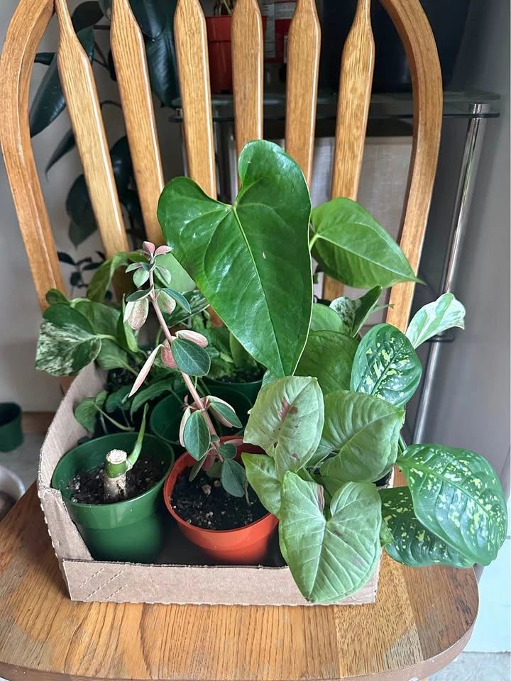 Plants Bundle