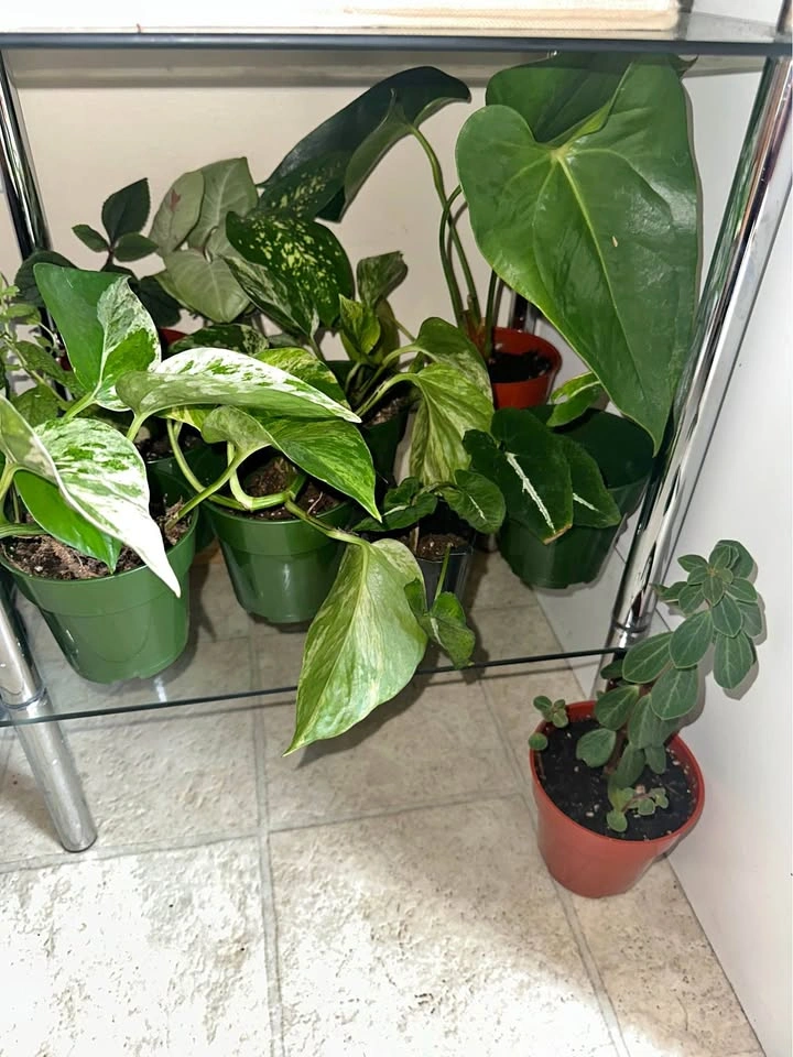 11 plants