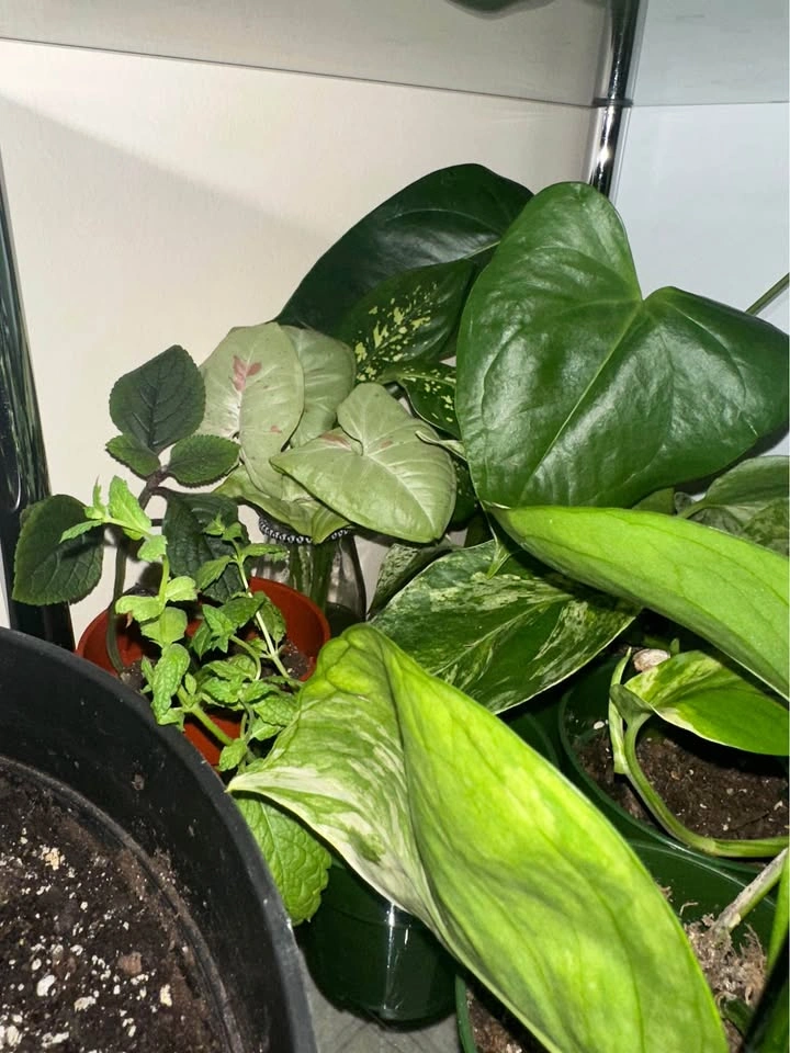 11 plants - photo 2