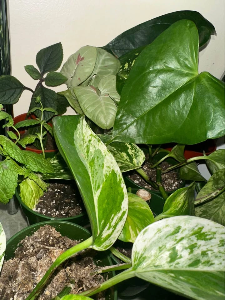 11 plants - photo 3
