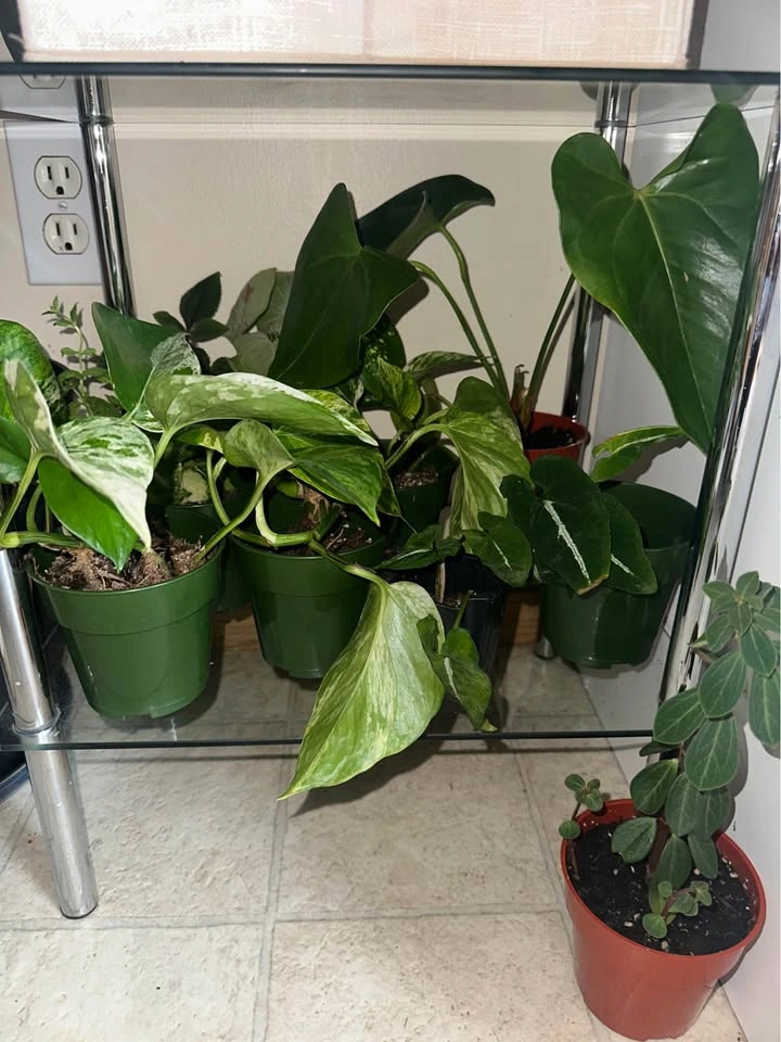 11 plants - photo 4