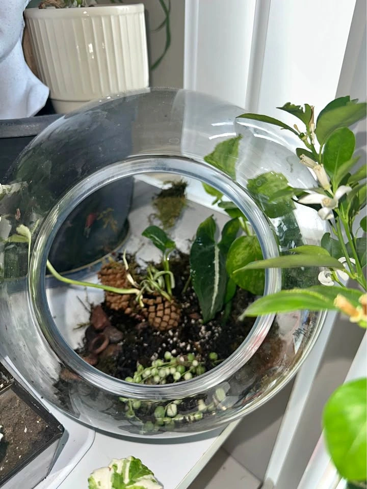 Glass Terrarium Bowl with Live Plants