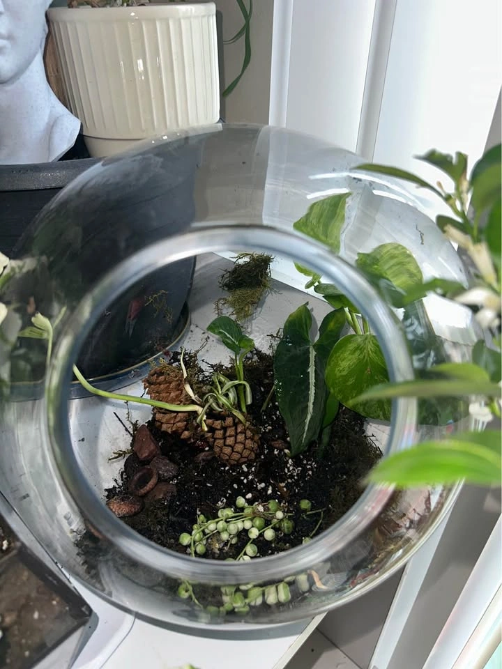Glass Terrarium Bowl with Live Plants - photo 2