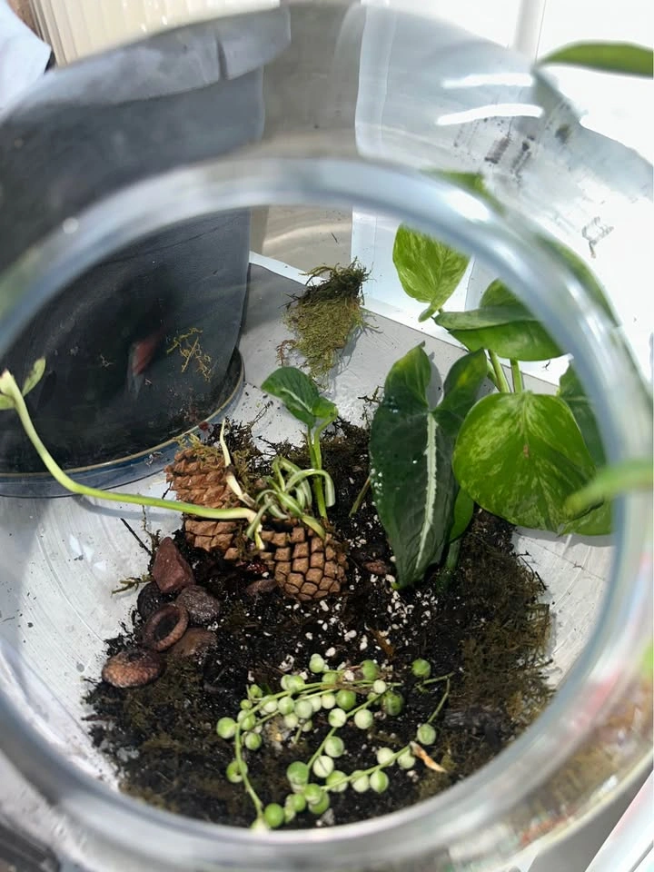 Glass Terrarium Bowl with Live Plants - photo 3