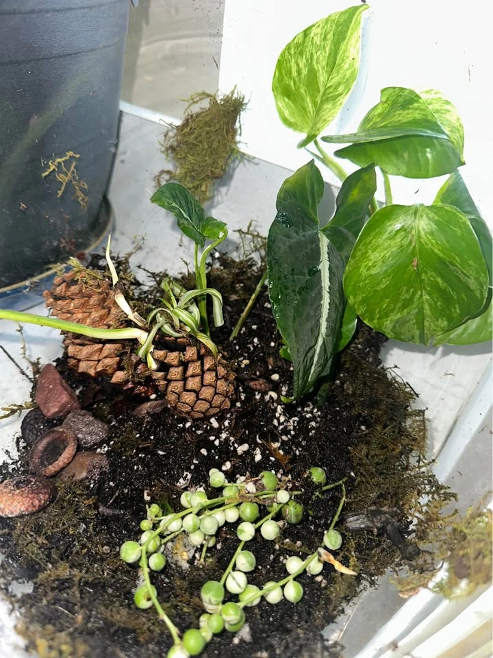 Glass Terrarium Bowl with Live Plants - photo 4