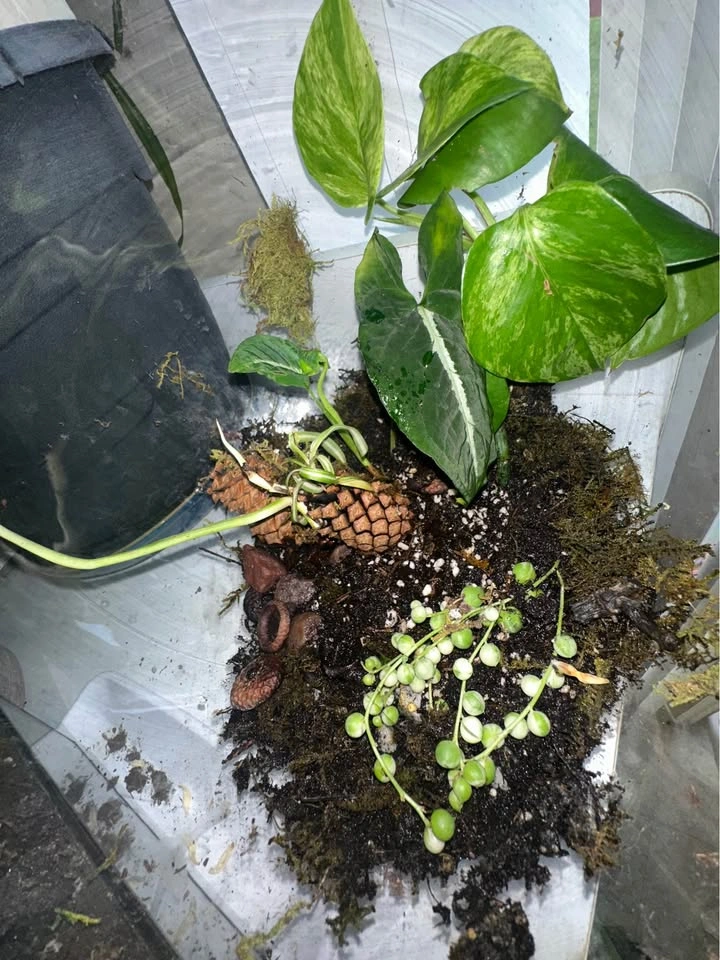 Glass Terrarium Bowl with Live Plants - photo 5