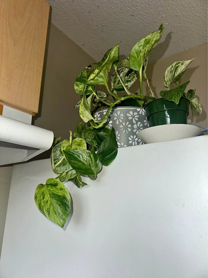 Marble Queen Pothos Plant with Pots