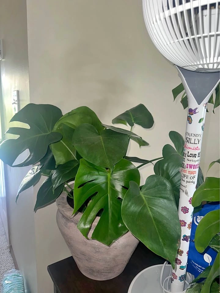 Monstera Deliciosa Plant with Pot