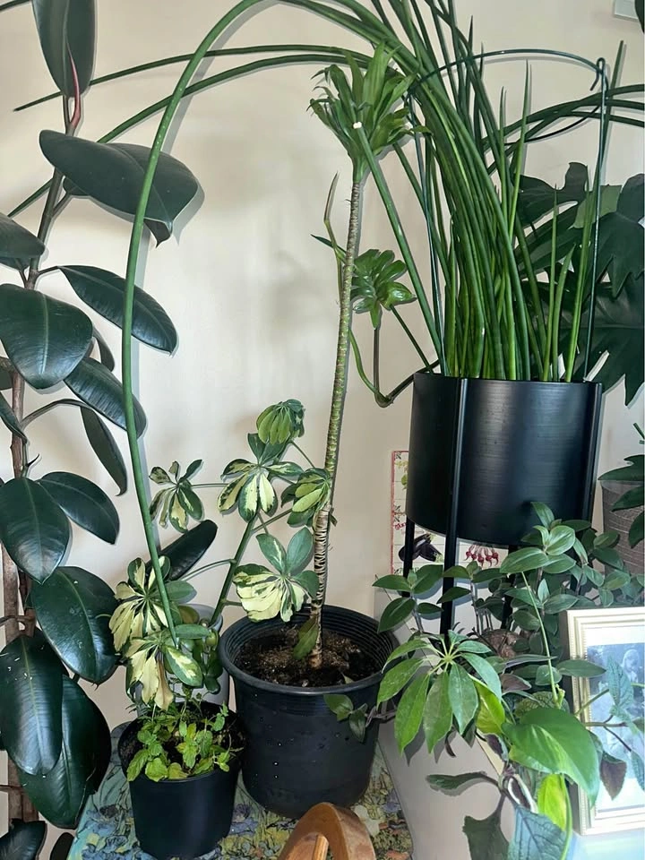 Plants bundle
