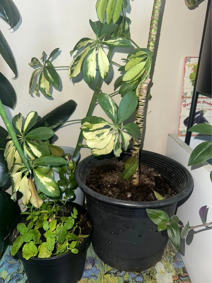 Plants bundle - photo 2