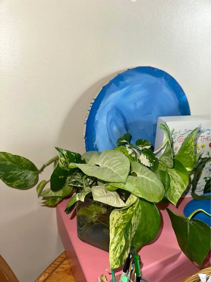 5 Mixed Pothos and Syngonium Houseplant Cuttings in Glass Vase