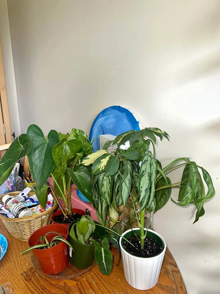 Assorted Houseplant Collection