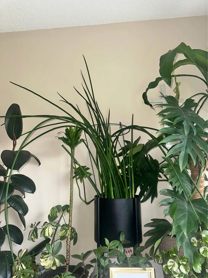 $65 per plant