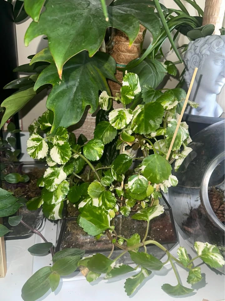 $65 per plant - photo 2