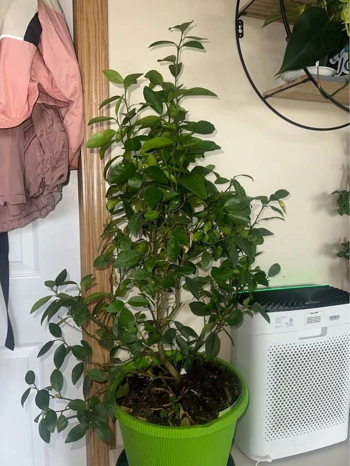$65 per plant - photo 3