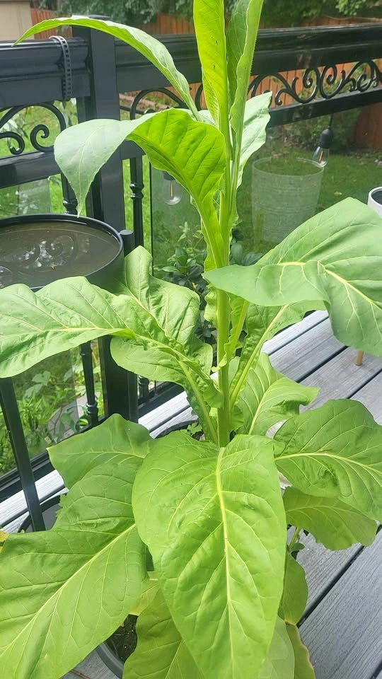 3 feet high Tobacco Plant