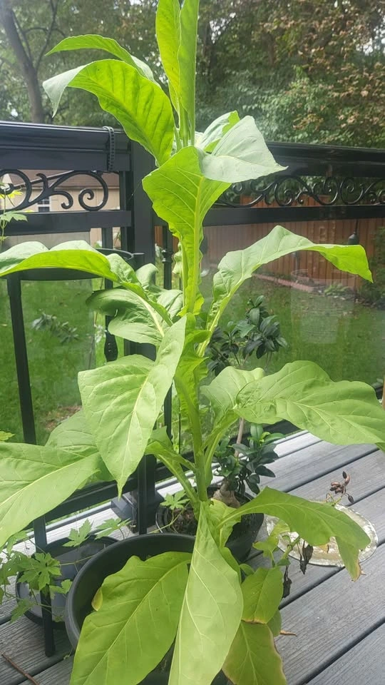 3 feet high Tobacco Plant - photo 2