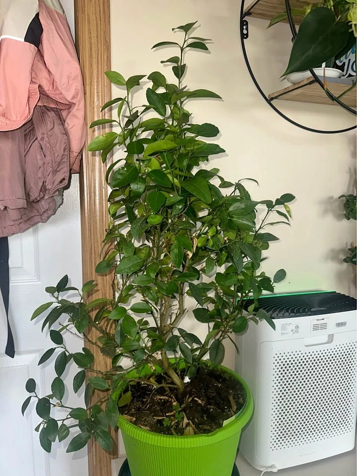 Potted Citrus Plant
